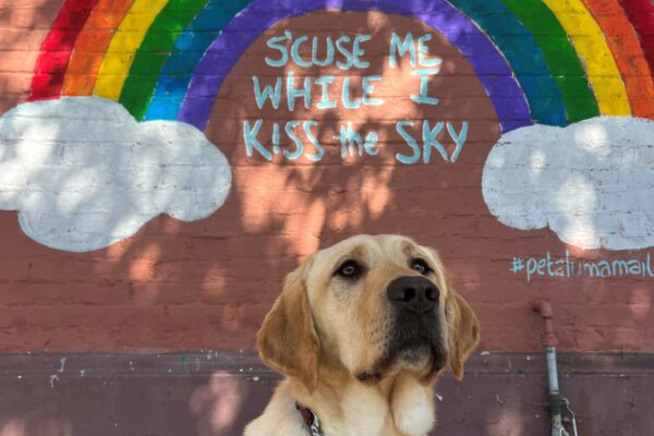 Desmond is pictured sitting in harness in front of a large brick building with a mural on it. The mural includes a rainbow from two clouds and features the phrase: "S'cuse me while I kiss the sky." Desmond is staring up to the sky looking to the right of the camera.