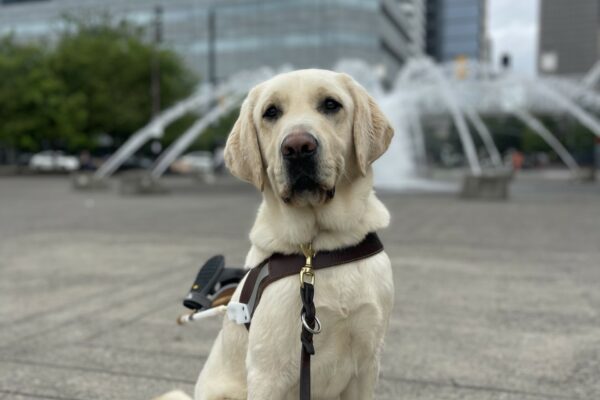 Fillmore, a large male yellow lab, sits in harness in front of a water fountain in Portland. His cheeks make it look like he is smiling. The city scape and tall buildings are seen in the background.