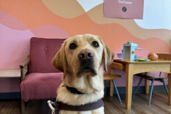 Flynn, a male yellow lab, sits in harness in front of a pink-orange mural on a wall.