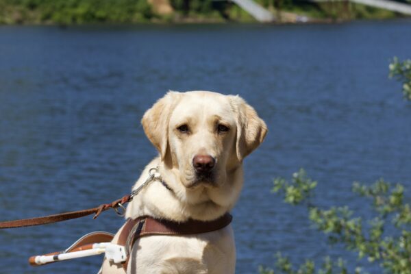 Female yellow lab, Frankie, sits in her GDB harness looking towards the camera.  In the background is a large river.