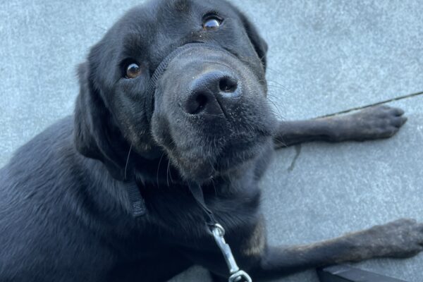 Genie lies on concrete next to a metal chair. She is looking up directly at the camera.