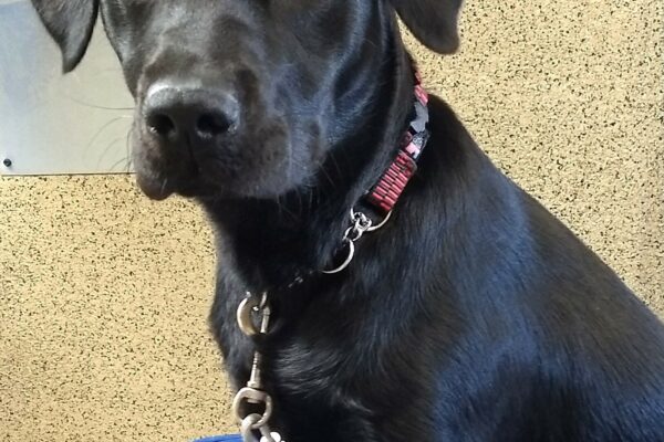 Black lab Havasu is sitting up on a bright blue dog bed and staring into the camera.