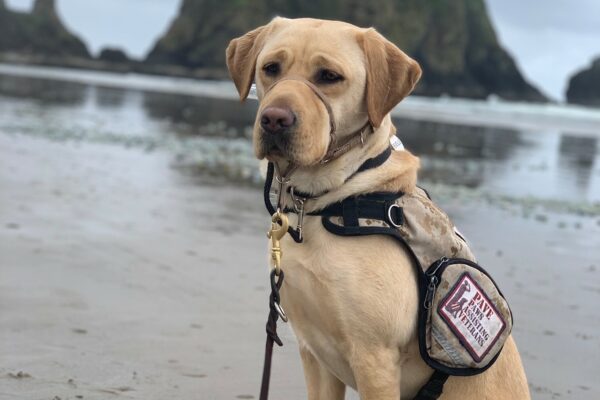 Yellow Lab Honesty wearing her PAVE service vest, sitting at Cannon Beach with the huge rock behind her.