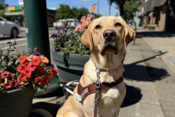 Yellow lab, Jambo, sits in front of many pots of colorful flowers. He is looking into the camera sweetly while wearing his harness.