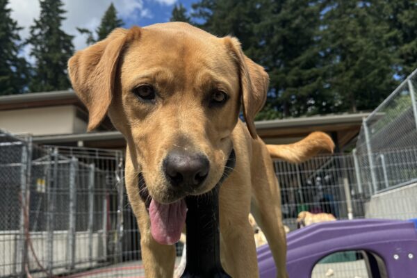 Dark yellow labrador, Jax, stands on a green play structure. He is holding a bone-shaped Kong toy on one side of his mouth while his tongue hangs out on the other side. A bright blue sky is behind him.