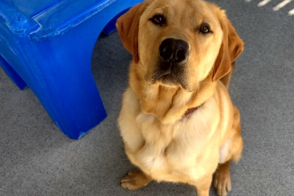 Yellow lab Jenner is sitting outside in a play area with a blue agility structure next to him. He is looking up at the camera.
