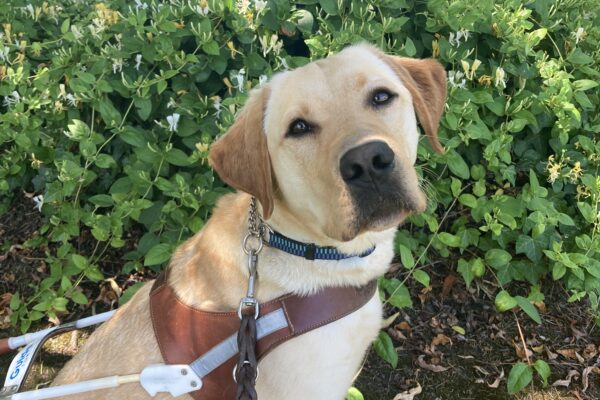 Jericho sits in harness in front of a green plant with flowers behind him and looking directly at the camera.