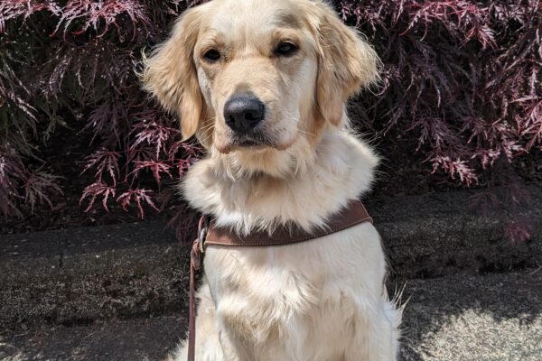 Dauber, a yellow golden cross, sits in her harness in front of a red bush. She is leaning slightly to the side and staring right at the camera.