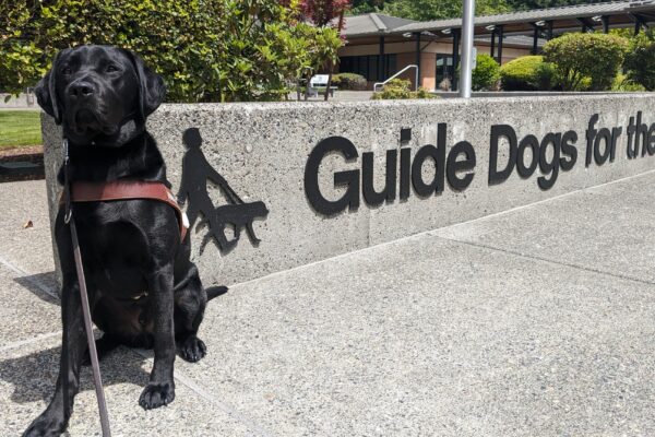 Roscoe, a black lab, sits in his harness on a cement path. Behind him stretches out a sign that says Guide Dogs for the Blind. Other campus buildings as well as green trees can be seen behind him.
