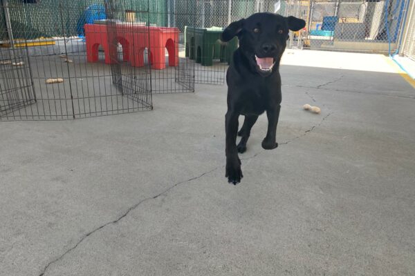 While playing in the kennel quad, Kearney runs towards the camera with his mouth open in a smile. There are Nylabones lying around the play area.