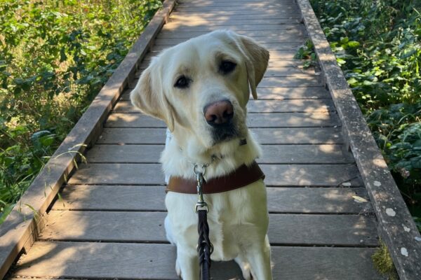 Laurie sits on a wooden boardwalk while looking at the camera and wearing her guide dog harness. Lush greens and a marsh can be seen in the background.