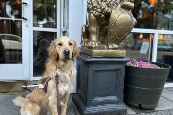 Lion, a male golden retriever, sits in harness next to a statue of a lion.