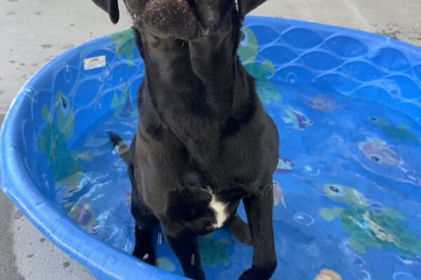 Matrix is sitting in a blue kiddie pool in the community run yard. He is looking at the camera and licking his nose.