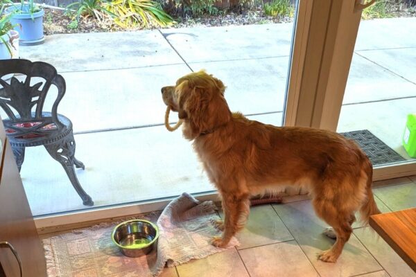 Optimist (Misty) in her foster care home, looking out a sliding glass window with a toy in her mouth.