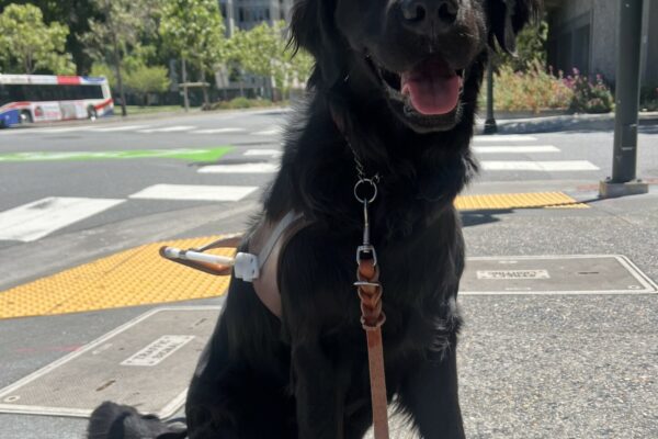 Neutrino is sitting on a sidewalk in SF. He is wearing his guide dog harness. Behind him is an intersection and large buildings.