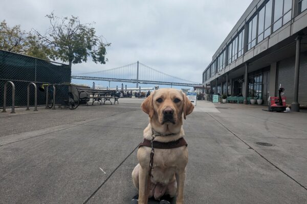 NIkita sits in harness and gray back foot booties near the Ferry Building in San Francisco. The Bay Bridge can be seen in the background.