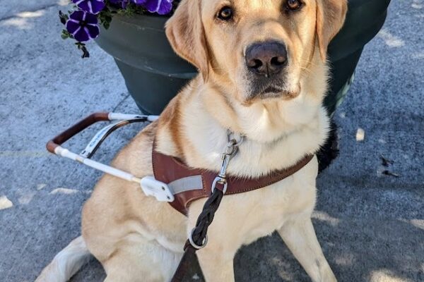 A yellow lab sits in harness in front of a large flower pot. She is looking at the camera and has a sun ray shining onto her face. The flowers behind her are varying shades of pink, purple, and red.