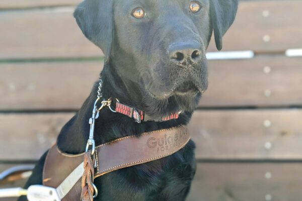 Izzy sits in harness in front of a wooden wall. The sunshine on her face as she looks to the right of the camera.