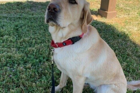 Yellow Lab Raelyn sits in the grass in the shade sporting a red collar and looking at the camera.
