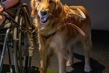 Golden retriever Riggs next to a person using a wheelchair