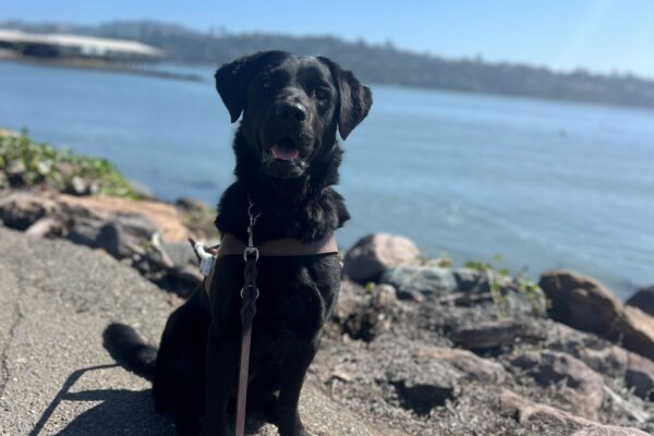 Roanna sits in harness with her mouth open and her gaze directly into the camera. In the background is a large body of open water in the Sausalito bay.