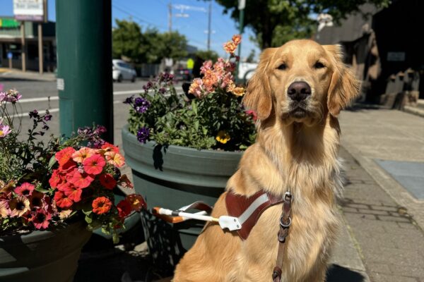Yellow coated cross, Sal, sits in front of many colorful pots of flowers. He is wearing his harness and looking into the camera proudly.