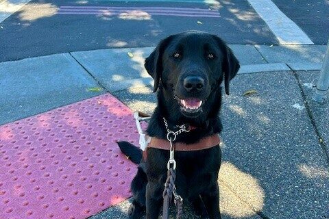 Tamsin sits in harness facing the camera with a smile on her face. Behind her is a crosswalk with rainbow stripes.