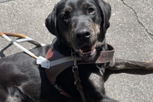 Tulip lays in harness facing the camera with a smile showing her bottom teeth on a sunny day.