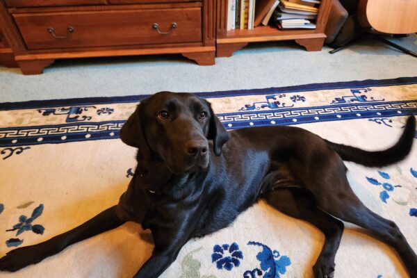 Wiki, a black Labrador retriever, is laying down after an hour long walk in foster care. She is laying on a rug that is cream with blue and sage green accents.