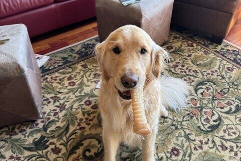 Zinc sits in a living room setting with a colorful area rug and various sofas/ottomans. He is holding a long Nylabone in his mouth and looking directly at the camera.