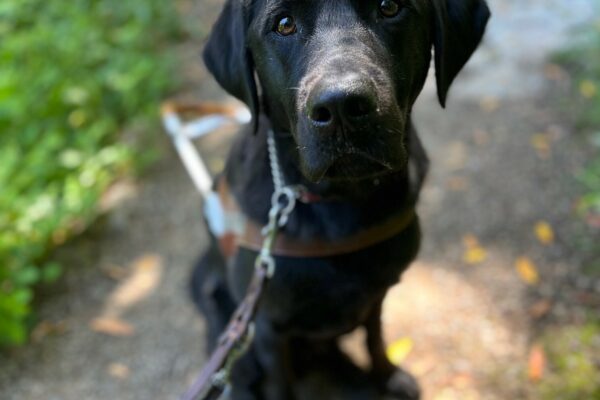 Gambit sits on a trail path while looking at the camera and wearing his guide dog harness. The image is focused on his sweet face and expressive eyes, with the trail and greens slightly blurred in the background.
