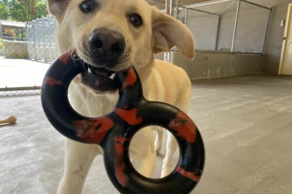 Powers, a male yellow lab, runs closely by the camera in one of our community run areas. He holds a black and red rubber figure-8 toy in his mouth and wears a playfully excited expression, with his eyes bright and his ears flying in the air.