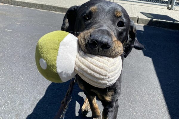 Techno, a male brindled black lab, trots towards the camera holding a fern green mushroom stuffed toy in his mouth. He looks at the camera with an excited expression, with sun gleaming off of his shiny fur.