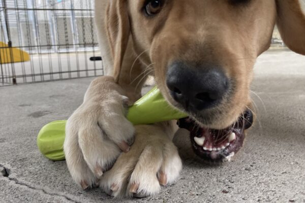 Huxley lays in the community run with a bright green toy held between his paws as he plays with it