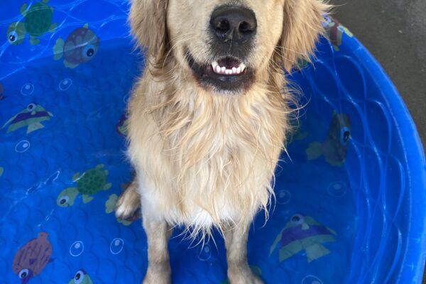 Saxon has been enjoying the pool weather! He sits in a blue pool while he smiles up at his handler