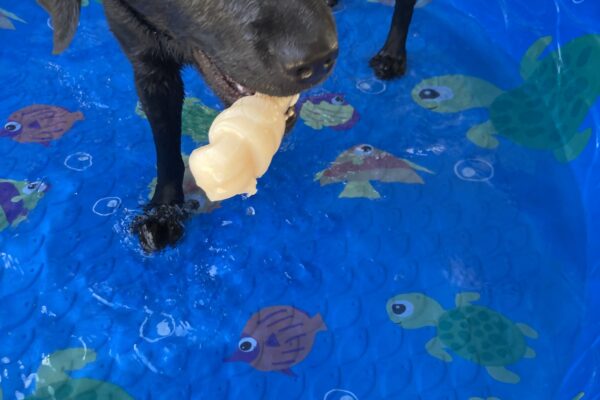 Valdine enjoying some pool time in the community run. She stands in a blue pool with a nyla bone in her mouth as she happily looks at the camera