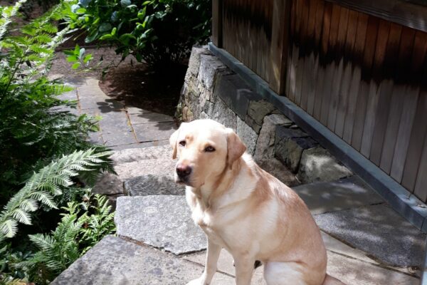 Gertie sits in her foster care providers back yard on a stone pathway next to the house. Green foliage is in the background.