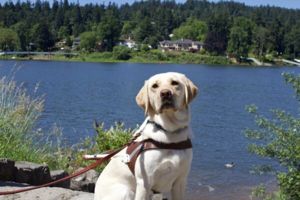 Female yellow lab, Fran, sits in her GDB harness looking towards the camera. In the background is a large river with a duck swimming around.