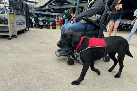 Black Lab Tobago in his red service vest, navigating a baseball stadium with his trainer who is using a power wheelchair