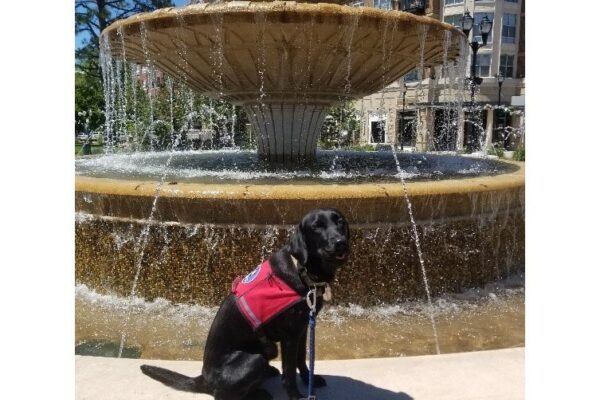 Black Lab Venice sitting on the ledge of a large water fountain
