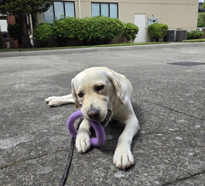 Chicory is decompressing after a route at the Gresham Lounge by laying down and chewing on a purple ring.