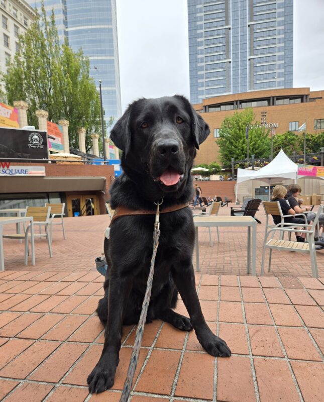 Beckett is sitting on a half wall in Pioneer Square in downtown Portland. He’s wearing his harness and a smile.