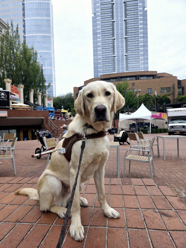 Fresco is sitting on a half wall in Pioneer Square in downtown Portland. He’s wearing his harness and a smile.