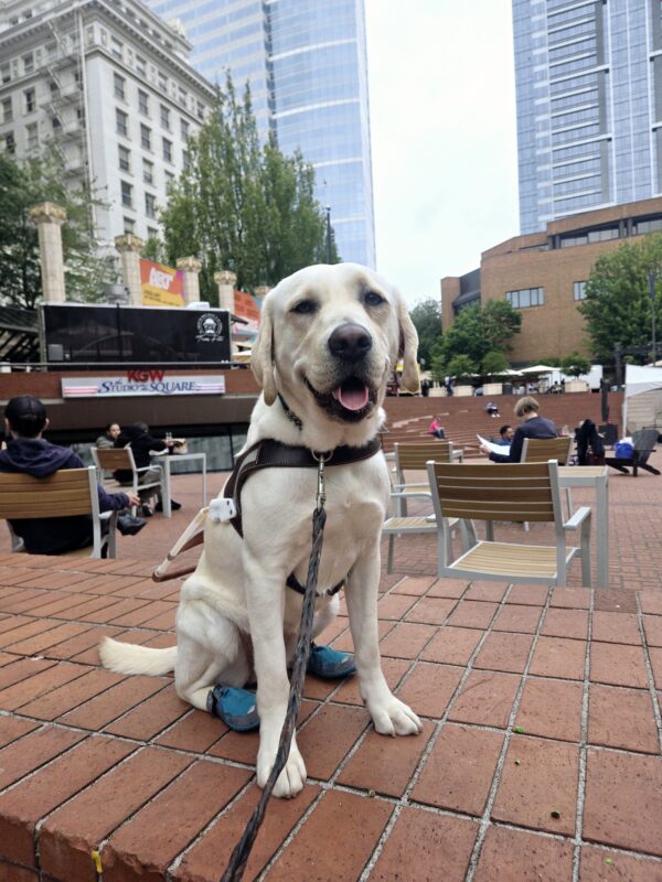 Chicory is sitting on a half wall in Pioneer Square in downtown Portland. She’s wearing her harness, a smile, and back booties.