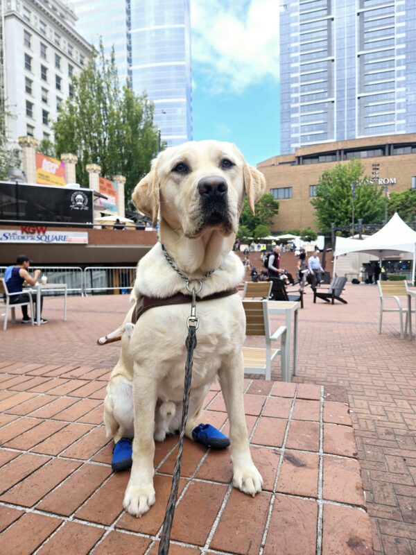 Cash is sitting on a half wall in Pioneer Square in downtown Portland. He’s wearing his harness and his back booties.