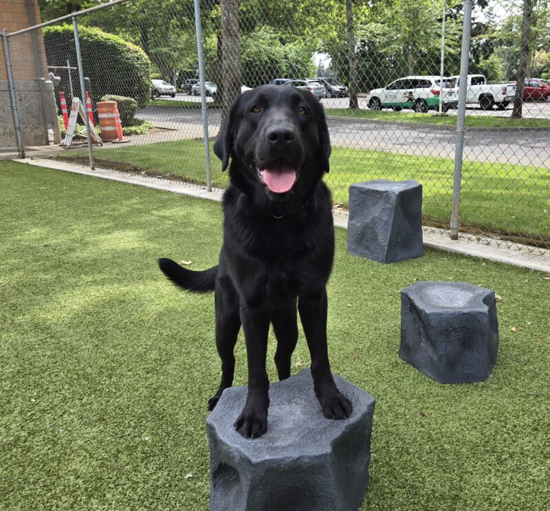 Beckett is in a free run area on the Oregon Campus. His front paws are up on a fake rock.