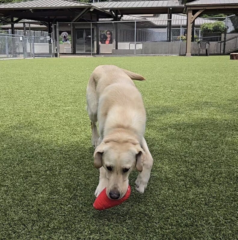Fresco is in a free run area on the Oregon Campus. He has a red toy in his mouth and his head is slightly bowed with happy ears as he carries the toy.