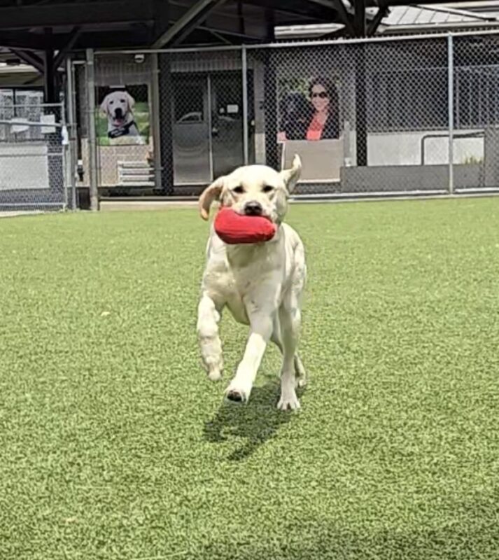 Cash is running in a free run area on the Oregon Campus. He has a red toy in his mouth and his ears are flopping.