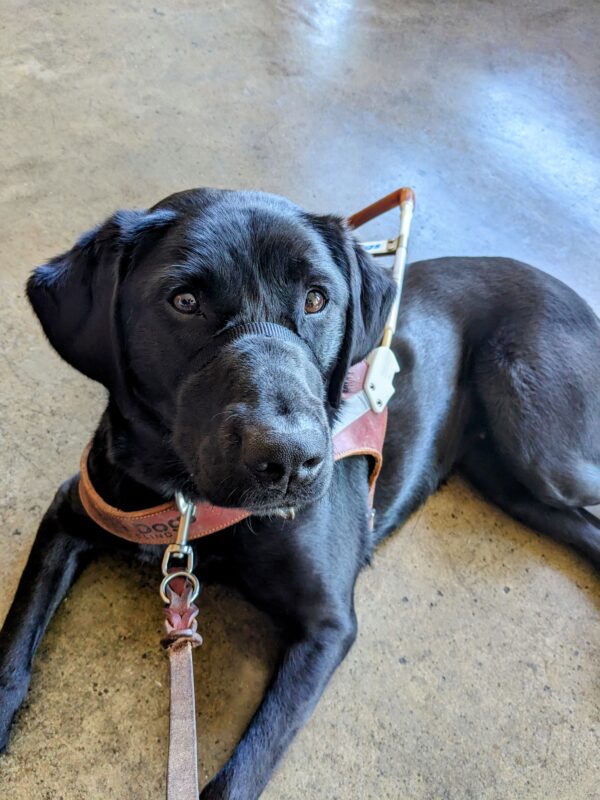 Black Lab