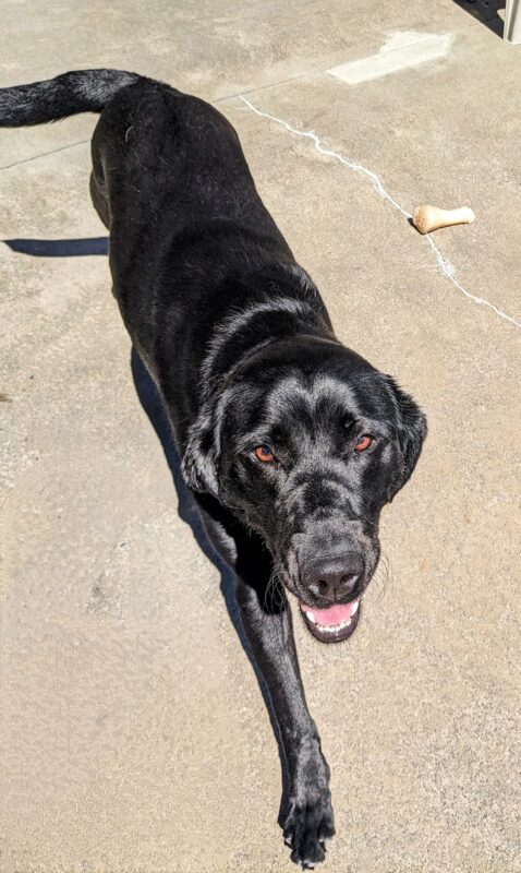 A black lab trots towards the camera in community run. She has her mouth slightly open and a white nylabone can be seen behind her.